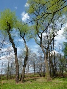 P1100241